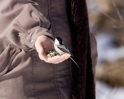  A Bird in the Hand is Worth Two in the Bush 