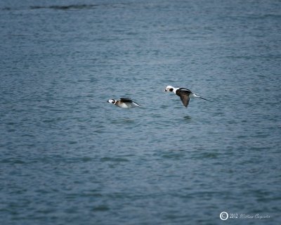 Cleared for Landing