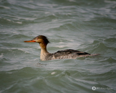 Red-Breasted Merganser - Female