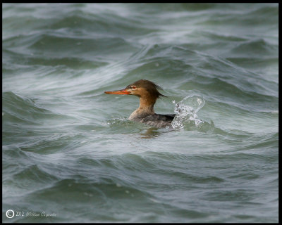 Red-Breasted Merganser  - Female