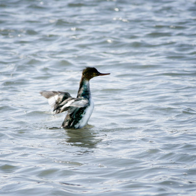 Red-Breasted Merganser