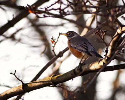 First Robin This Year