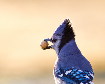 Blue Jay