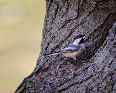 Black Capped Chickadee