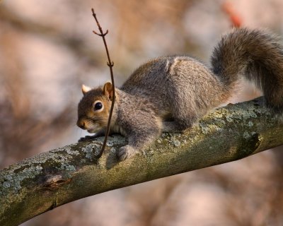 Gray Squirrel