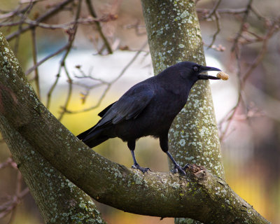 Crow