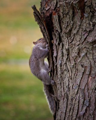 Gray Squirrel