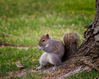 Gray Squirrel