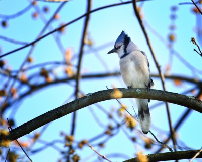 BLUE JAY
