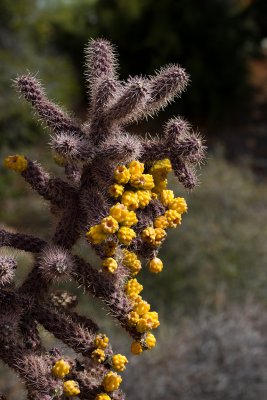 Cactus Bloom, Sedona, Arizona