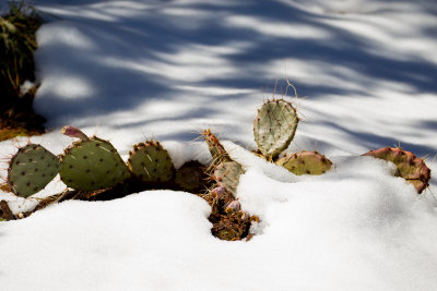 Cactus and Snow