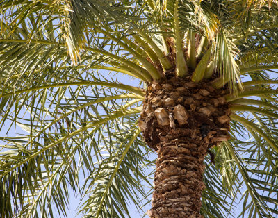 Palm Tree_Phoenix Az.jpg