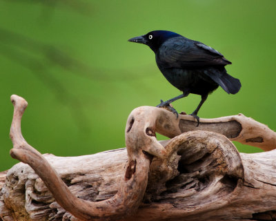 Grackle   530R0025.jpg