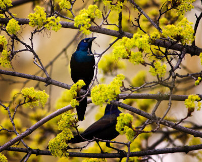 Grackle   530R0046.jpg