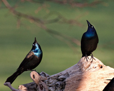 gruesome_grackles