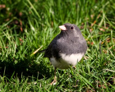 Junco