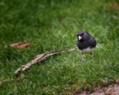 Junco