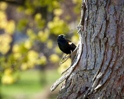 Red-Winged Blackbird