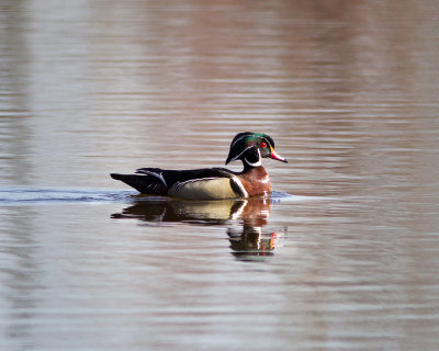 wood_ducks