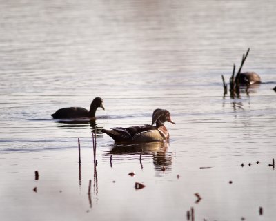 Wood Duck and Coot