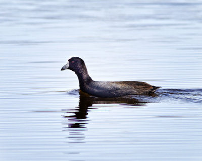 American Coot