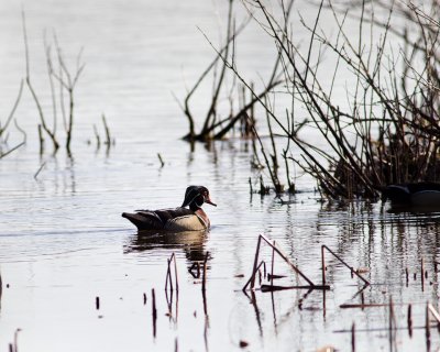 Wood Duck