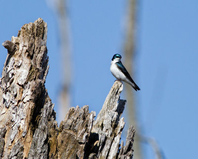 Tree  Swallow