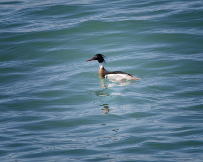 Red-Breasted Merganser