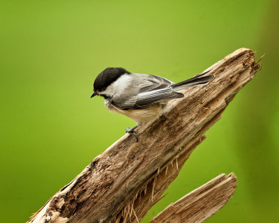 Black Capped Chickadee