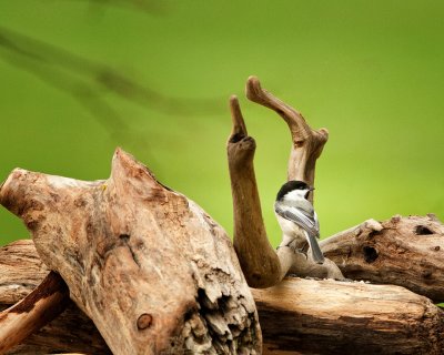 Black Capped Chickadee