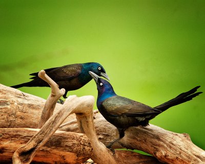 GRACKLES