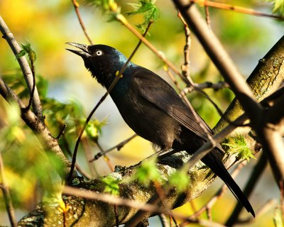 Grackle