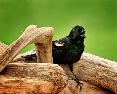 Red-Winged  Blackbird-Male