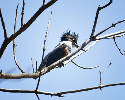 BELTED  KINGFISHER