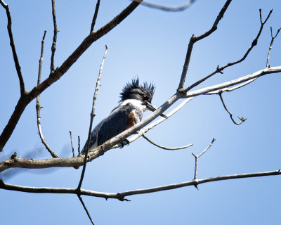 BELTED   KINGFISHER