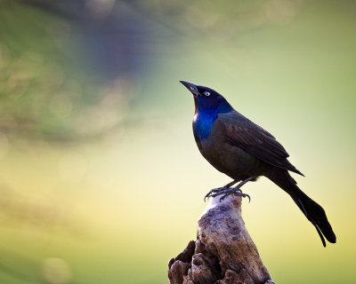 Early Morning Grackle