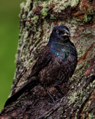 Rainy Day Grackle