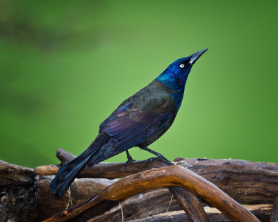 Rainy Day Grackle 2