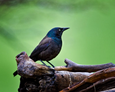 Rainy Day Grackle 1