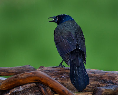 Rainy Day  Grackle 4