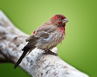 House Finch-Male...WET!