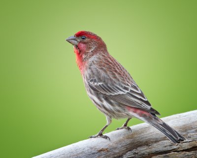 House Finch-Male