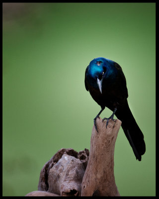 GRUESOME GRACKLE