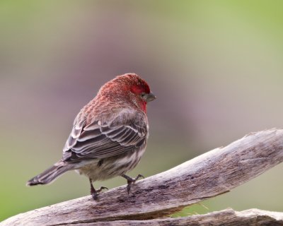 House Finch-Male