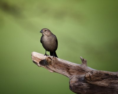 Brown Headed Cowbird (Female)