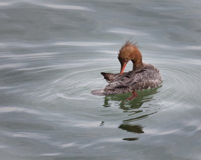 Red Breasted Merganser-Female