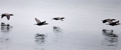 Cormorants in flight