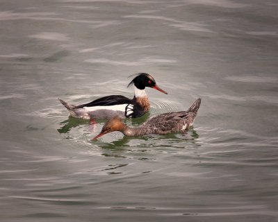 Red Breasted Mergansers - Male/Female