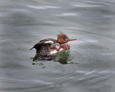 Red Breasted Merganser