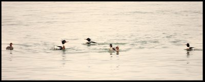 Red Breasted Mergansers